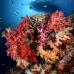 coral_soft_fan_beqa_v_0056_fij6696.jpg